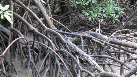mining threatens pacific mangroves abc pacific
