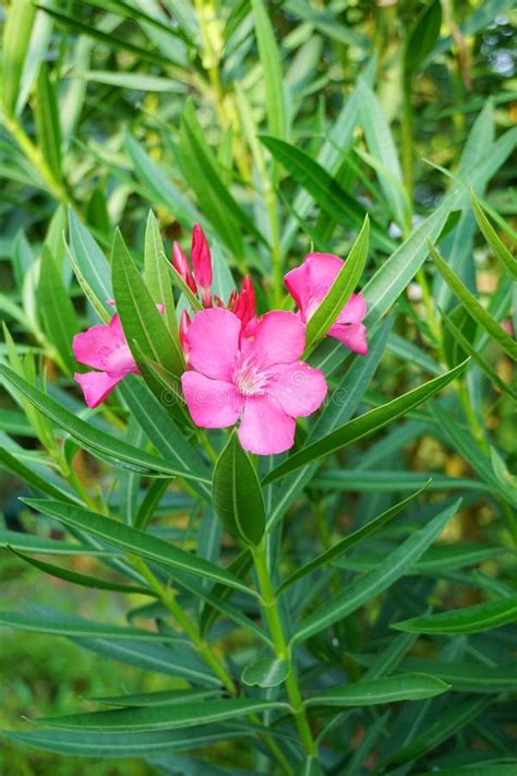 Flor Rosada Del Adelfa Del Nerium En Jard N De La Naturaleza Foto De