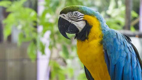 It is a member of the large group of neotropical parrots known as macaws. Blue yellow macaw parrot. Blue golden macaw parrot. Ara ...
