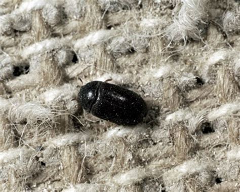 Black carpet beetle larvae tend to be larger and darker with yellow coloring. How to get rid of carpet beetles permanently | Evolutionext