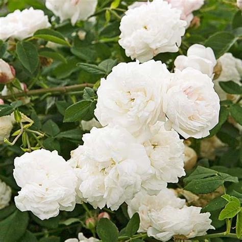 madame plantier bred in 1835 this rose has withstood the test of time one look and sniff at