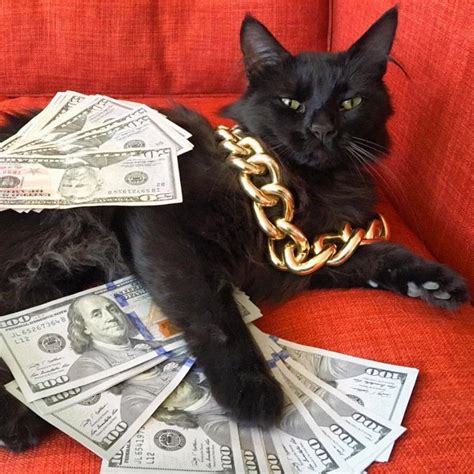 Rich Gangster Cats Flexing Their Wealth Cats Cute Cats Cute Animals