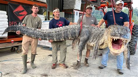 Mississippi Hunters Capture Longest Alligator In State History Cnn