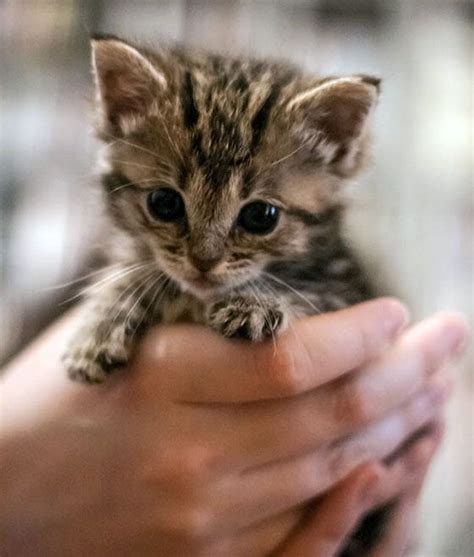 Cute Rescue Tabby Kitten Flosshilde I Love Animals Pinterest Bobs