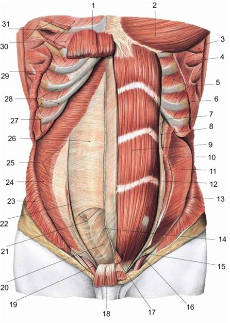 Diagram Of Womans Groin Area What Kind Of Groin Pain Do You Have