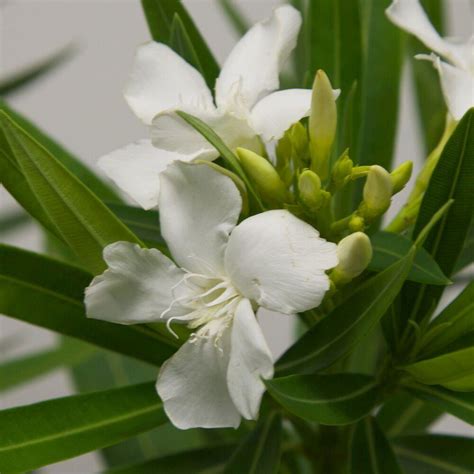 3 Gal Double Yellow Oleander 43443fl The Home Depot