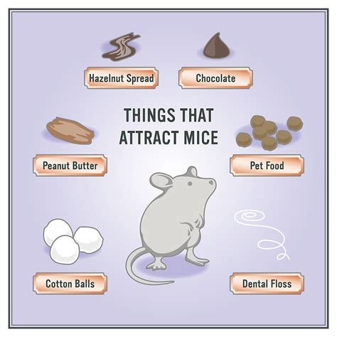 They come out to find food and move a little to determine new breeding. How to Get Rid of Mice in 5 Easy Steps | Getting rid of ...