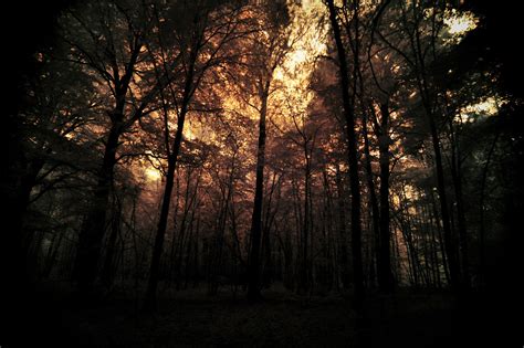 Dark Forest By Pohlmannmark On Deviantart