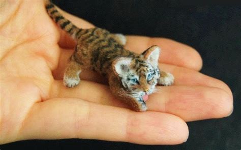 Top 15 Smallest Animals In The World Welcome To Factsbunch