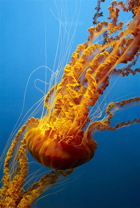 Adventure ♡ Deep Sea Creatures Jellyfish Photography