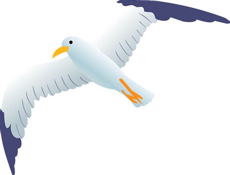 Sea Gull Clipart Free Download Transparent Png Creazilla