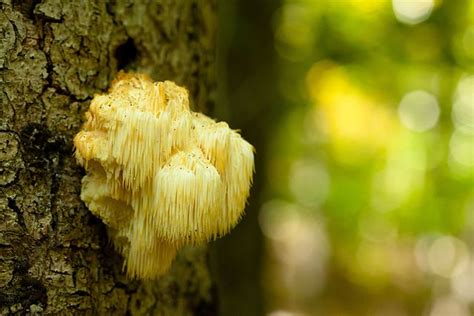 Edible Lions Mane Mushrooms Can Boost Brain Cell Growth Improve