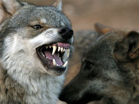 Mad Cow Disease Leads To Hyper Aggressive Wolves Terrorising Spanish