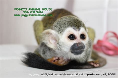 New Unique Baby Squirrel Monkey Just Born Financing Available