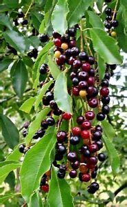 It is most readily distinguished from that by its smaller size (black cherry trees can reach 100 ft tall), smaller leaves, and sometimes red ripe fruit.the chokecherry leaf has a finely serrated margin and is dark green above with a paler underside, while the black cherry leaf has numerous blunt. 2 LIVE PLANTS WILD BLACK CHERRY TREES PRUNUS SEROTINA ...
