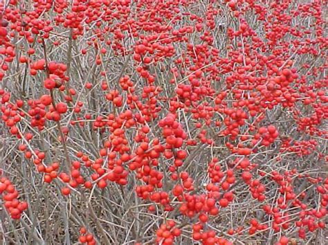 Berry Poppins Winterberry Native Plants Of Maryland For Winter