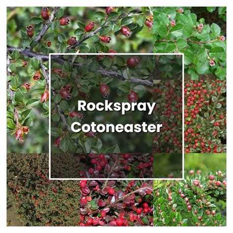 How To Grow Rockspray Cotoneaster Plant Care And Tips Norwichgardener