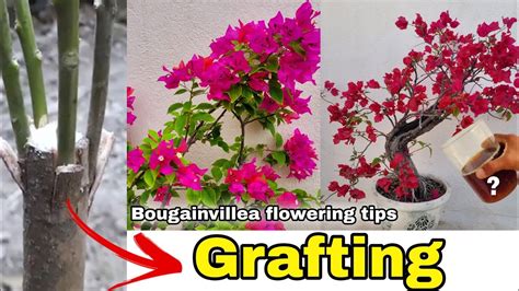 Bougainvillea Flowering Tips Bougainvillea Grafting Youtube