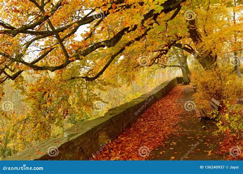 Beautiful Autumn Park Landscape Yellow Trees And Foliage In Fall Stock Image Image Of