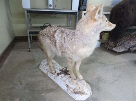 Coyote Full Body Mount Lambrecht Auction Inc