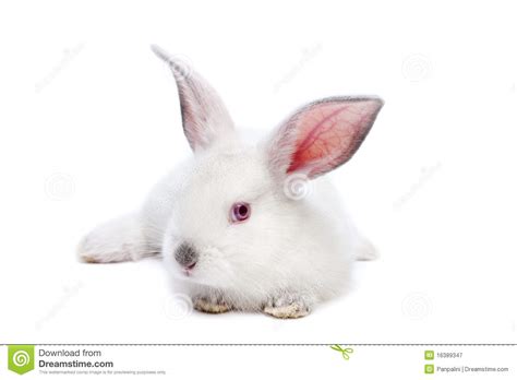 Cute White Isolated Baby Rabbit Royalty Free Stock