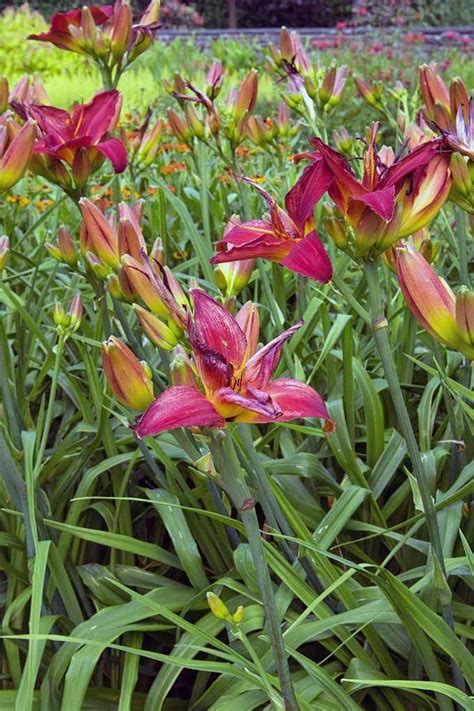 How To Grow Daylily A Carefree Perennial Gardeners Path