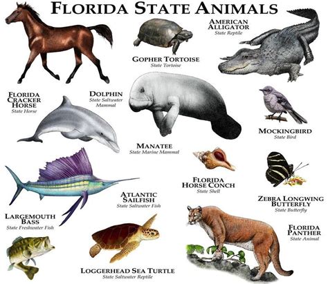 Today, the panther is recognized as florida's official state animal but it is one the most endangered mammals on earth. Florida State Animals Poster Print | Etsy in 2020 | Animal ...