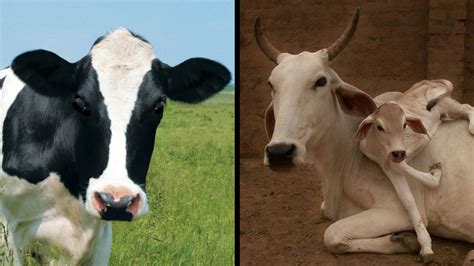 Holstein milk company general information. Jersey Cow or Desi Cow? Which Milk is better for your health?