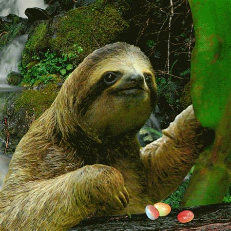 Too Slow Sloth Funny  Sloths Funny
