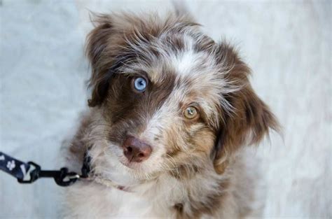 But when it comes to finding the best miniature australian shepherd puppies or toy aussie puppies for sale, there's simply no one that can come even. Aussiedoodle (Australian Shepherd-Poodle Mix) Info ...