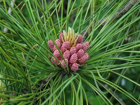 Minnesota State Tree Red Pine Norway Pine