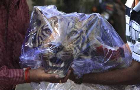 Thailand 60000 Of Tiger Parts Seized By Customs Ibtimes Uk