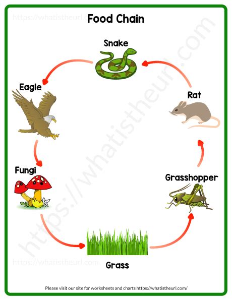 The Food Chains Worksheets K5 Learning Food Chain Printables And