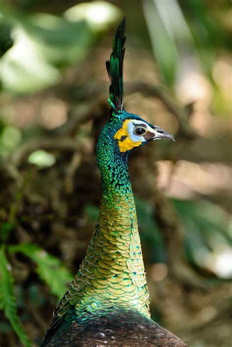 Most Beautiful Birds Pretty Birds Love Birds Gorgeous Peacock And