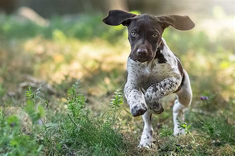 German Shorthaired Pointer Dog Breed Everything About German