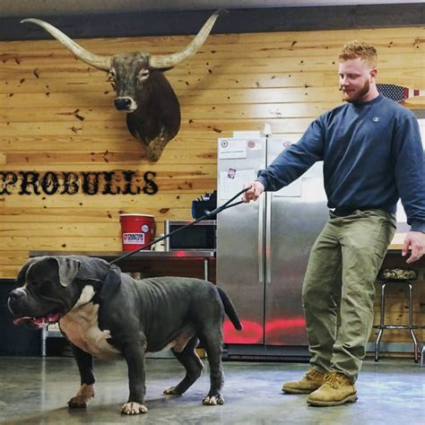 When you decide to buy a puppy from us it will come with our puppy care the xxl pit bull, also known as the american bully xxl, are distinctly different from other bully breeds because of its height. PROBULLS XXL PITBULLS FOR SALE