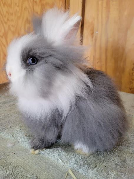Our Lionheads Mountainside Rabbitry
