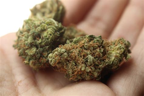 Pest is an acronym for political, economic, social and technological. Difference Between Pest and Weed | Difference Between