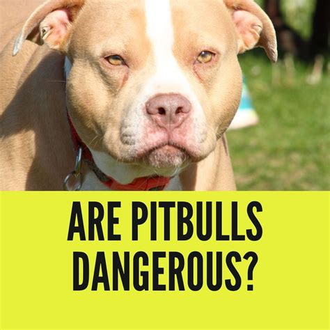 Why Are Pitbulls Dangerous 7 Reasons Why They Attack