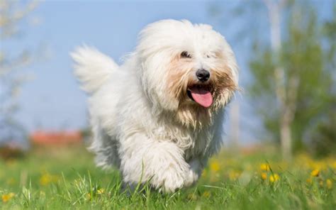 Coton De Tulear Dog Temperament Health History And Grooming