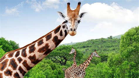 World Nations Push To Protect Giraffes As Endangered Species Kidsnews