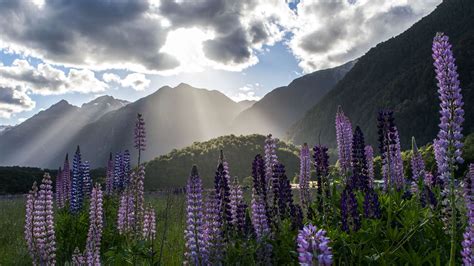 Download Wallpaper 3840x2160 Lupine Flowers Mountains Landscape