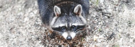 Pest Removal, Wildlife Control Services in GA