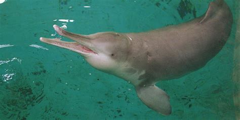 Has The Exctinct Yangtze River Dolphin Been Spotted Once M Plants