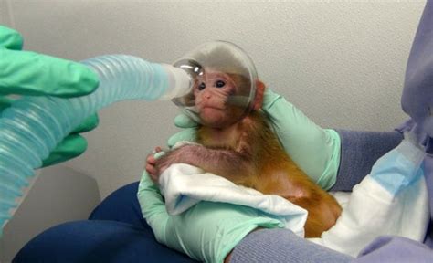 Nih Modifies But Still Defends Experiments On Monkeys Scientific American