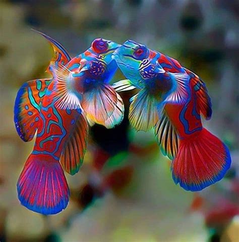 Two Colorful Fish Are Flying In The Air