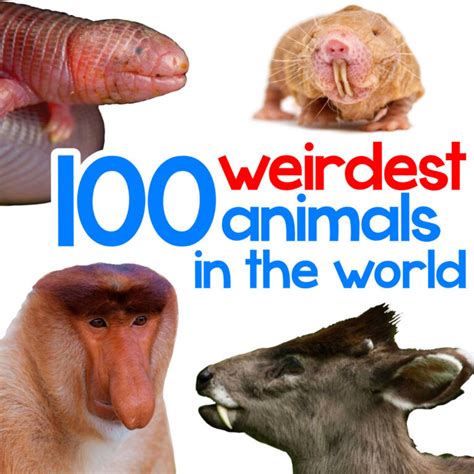 100 Weirdest Animals In The World With Photos Factopolis