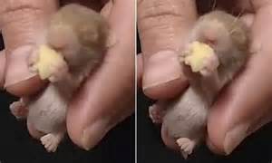 Tiny Hamster Eating A Pumpkin Seed Goes Viral Daily Mail