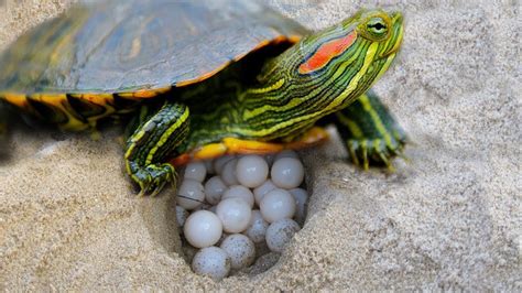 Red Eared Slider Turtle Covering Her Nest And Laying Egg Youtube