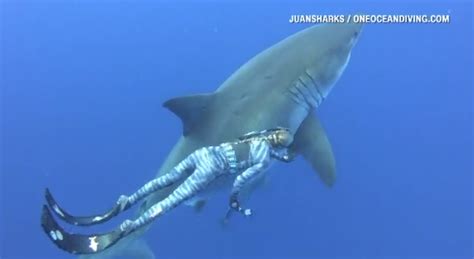 Researchers Come Face To Face With Huge Great White Shark Wsvn 7news